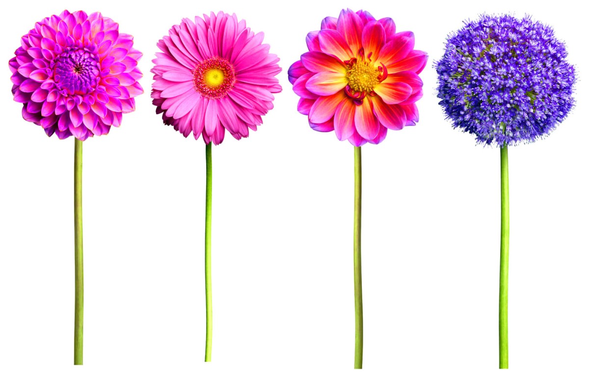 wf-pink-and-purple-flower-4-packs-copy.jpg